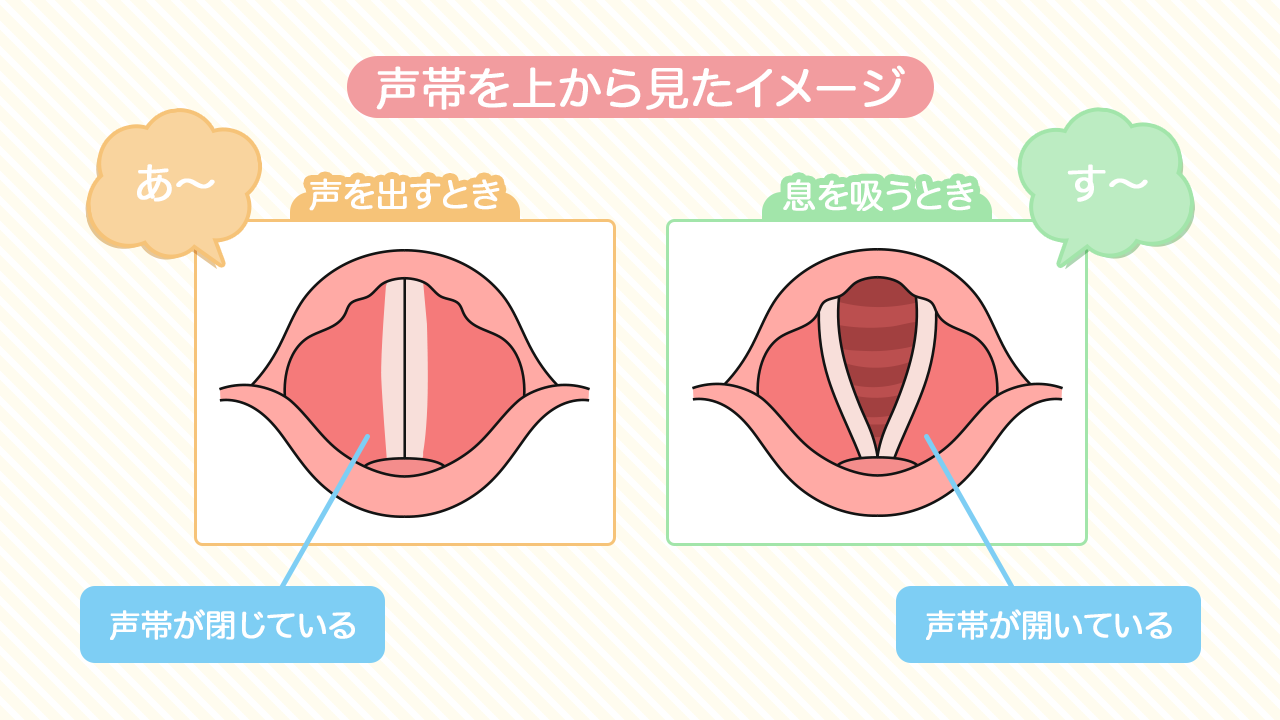 声帯の仕組みの画像